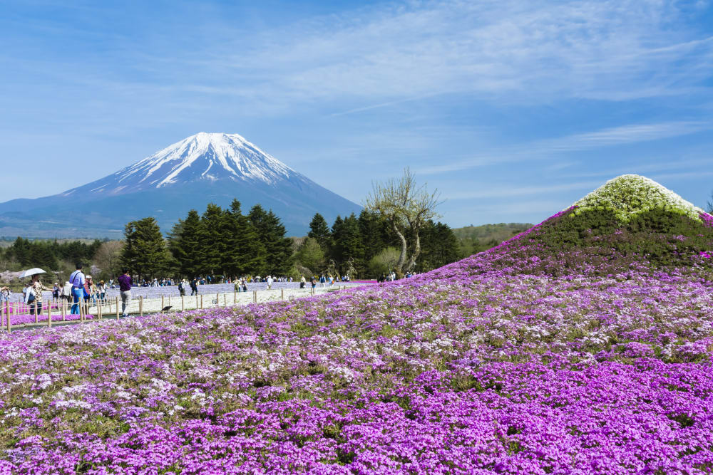 Весна в Японии | Путеводитель