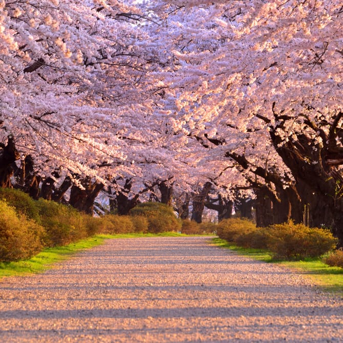 Kitakami Tenshochi Cherry Blossom Festival