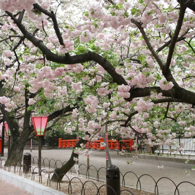 Osaka Mint Museum Cherry Blossoms
