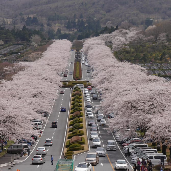 Fuji Cemetery Cherry Blossoms