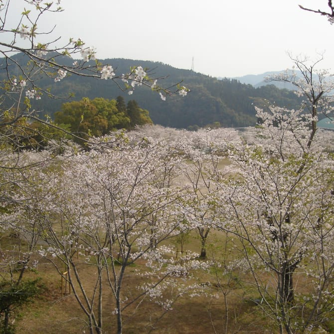 Chikukoen Park Cherry Blossoms