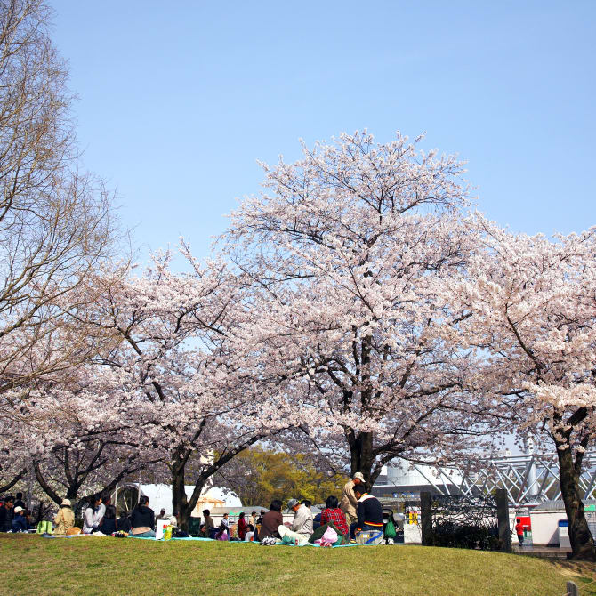 Expo'70 Commemorative Park Cherry Blossom Festival