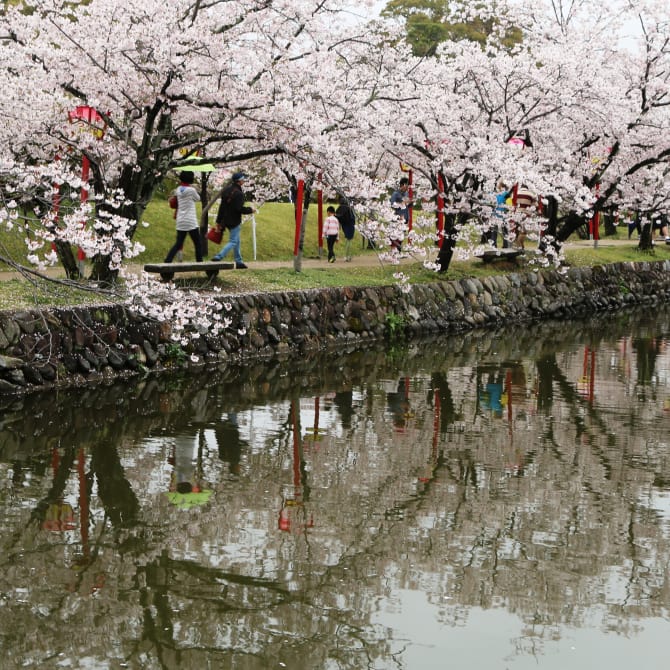 Ogi Park Cherry Blossoms