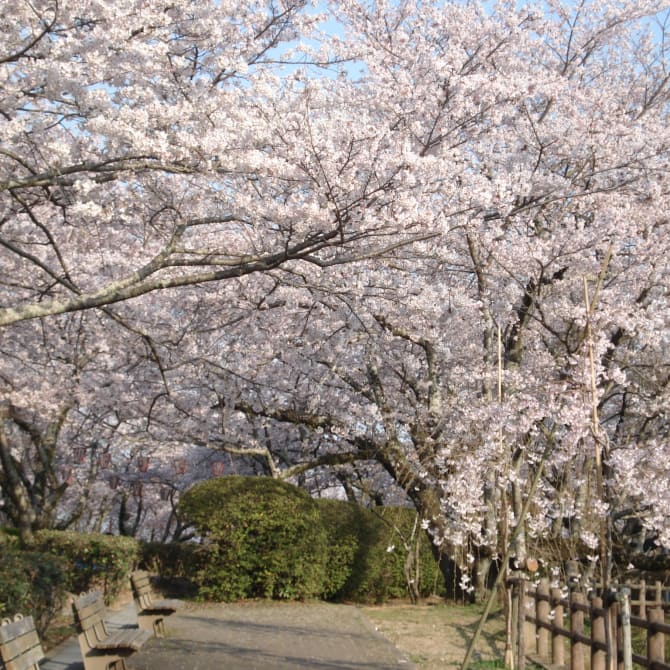 Seibu Park Cherry Blossoms