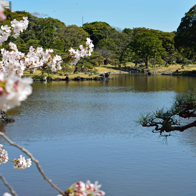 Hamarikyu Gardens Cherry Blossoms