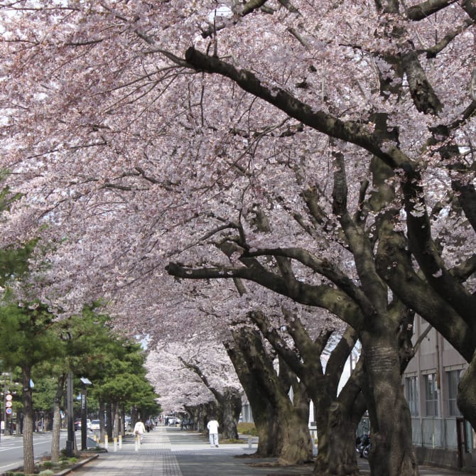 Nikko Kaido Cherry Blossom Trail