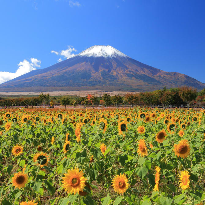 The Top 30 Spots for Viewing Mt. Fuji