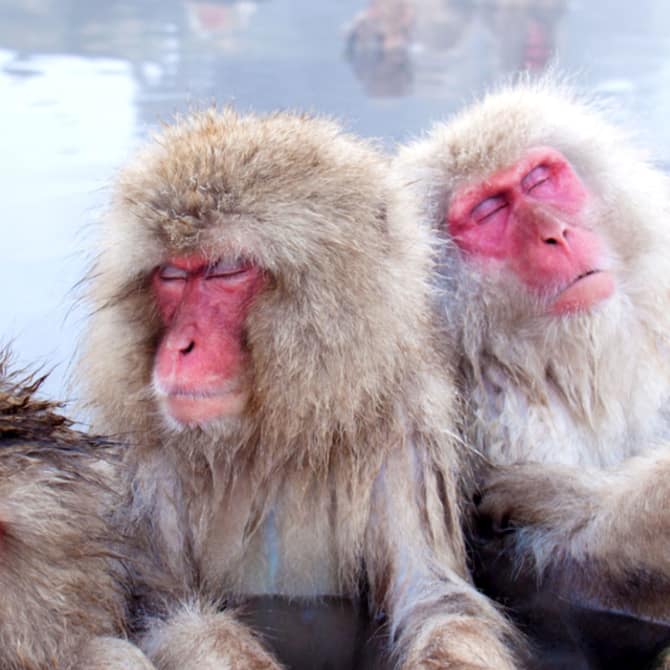 Snow Monkeys and Hot Springs in Nagano