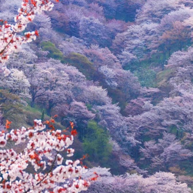 The Sakura Trail—Mt. Yoshino, Nara and Kyoto