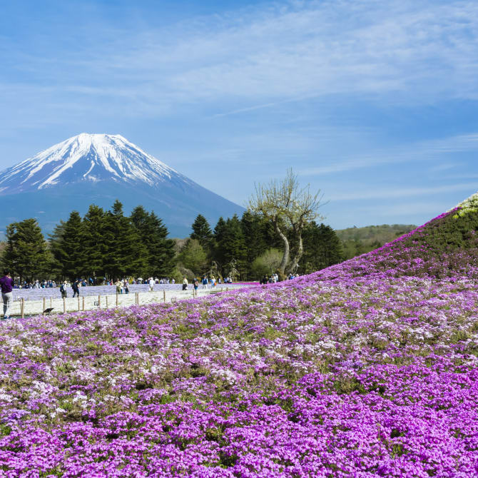 Explore the Fuji Five Lakes