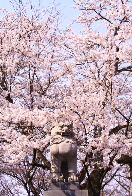 Asuwayama Park-cherry blossom