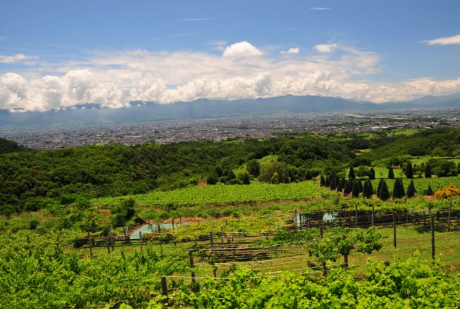 Suntory Tominooka Winery