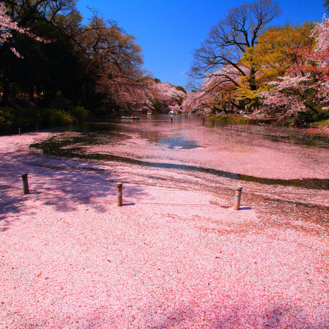 Inokashira Park Cherry Blossoms