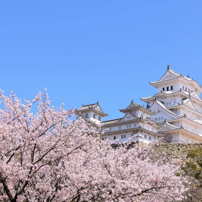 Himeji Castle Cherry Blossoms