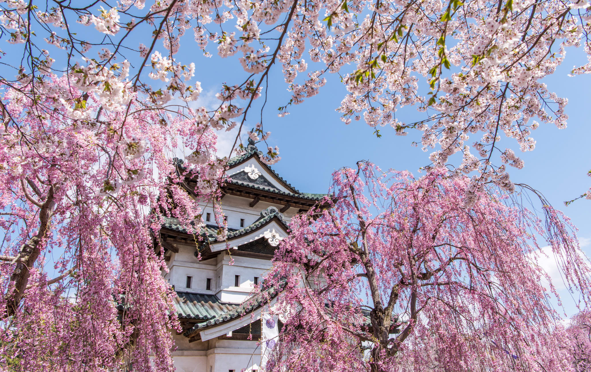 Цветение сакуры в парке Хиросаки