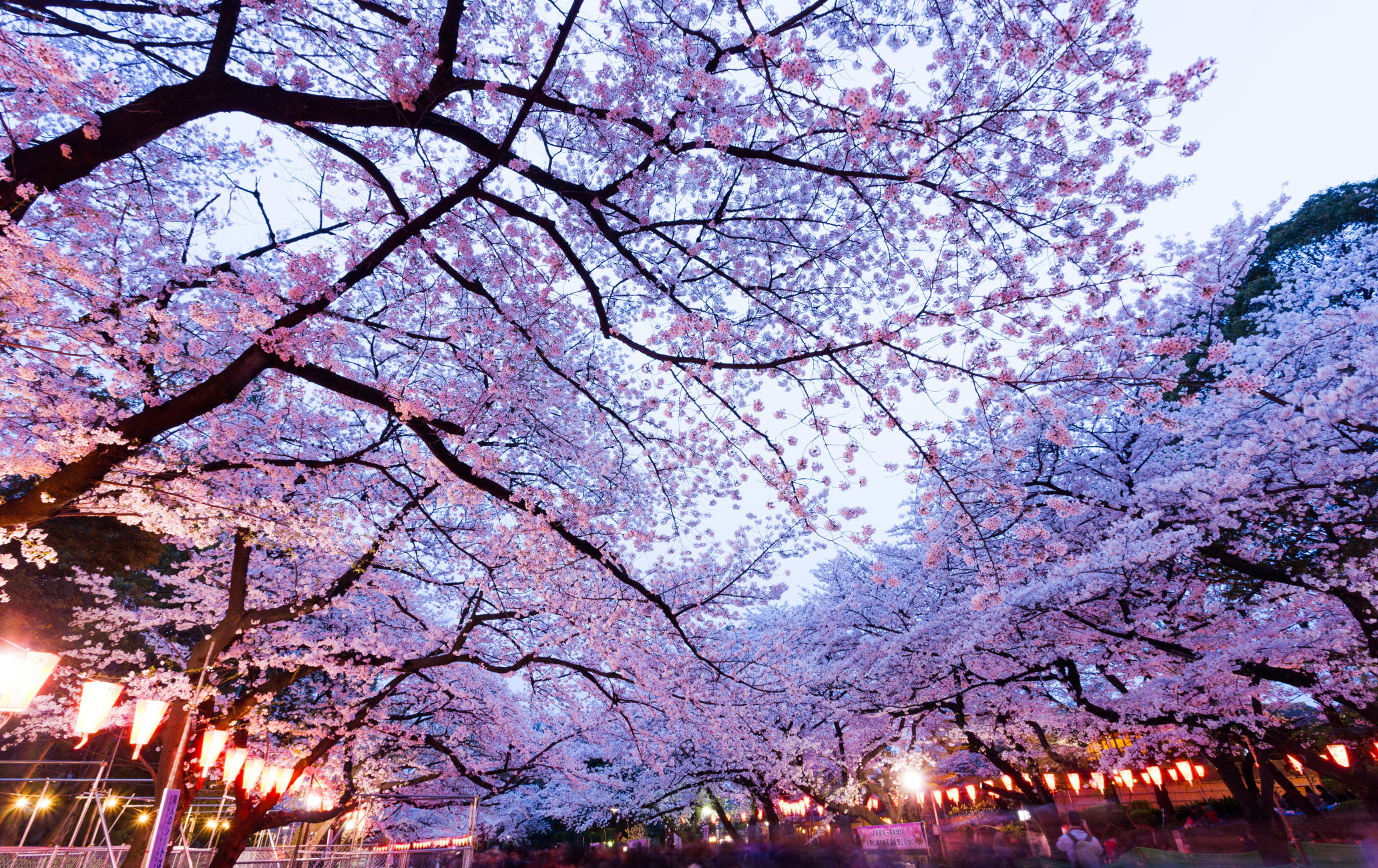 Фестиваль цветения сакуры Уэно | Токио
