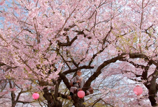 eboshiyama park-cherry blossom