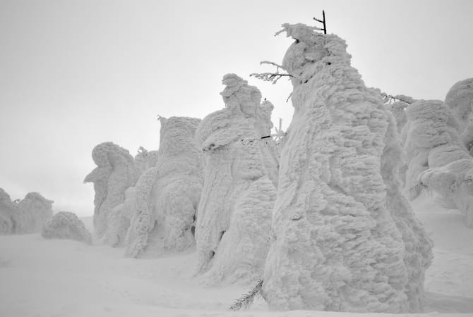 Zao Snow Monsters