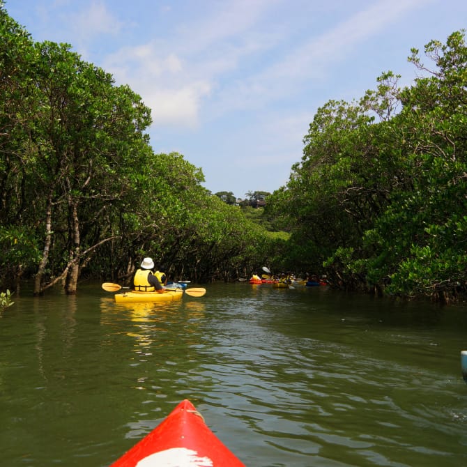 Yanbaru Mangrove Kayaking