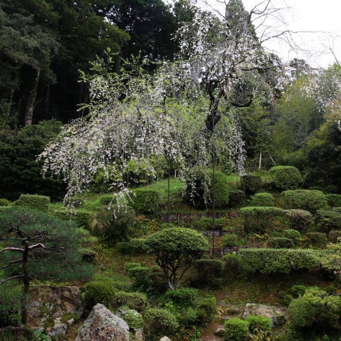 Ikoji Temple Garden