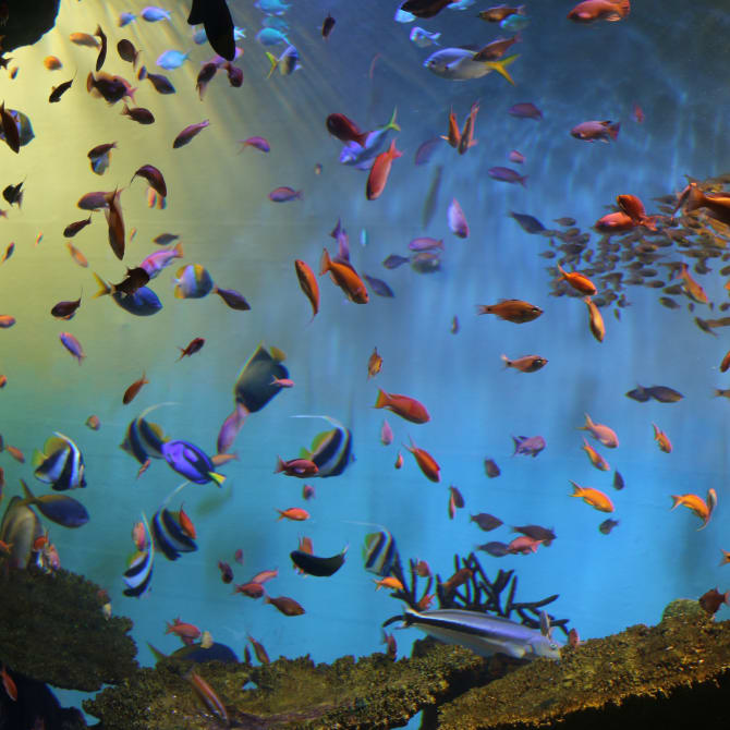Miyajima Aquarium