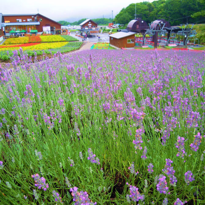 Tambara Lavender Park