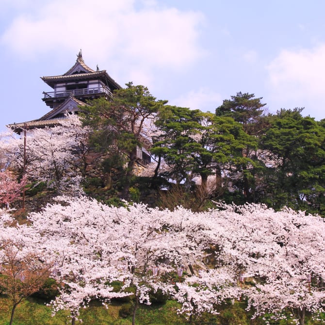 Maruoka Castle Cherry Blossom Festival