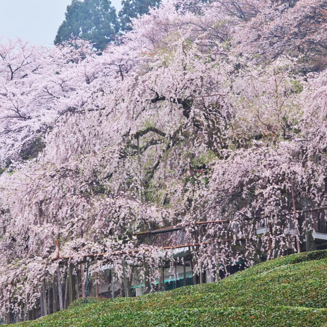 Kamagatani Cherry Blossoms