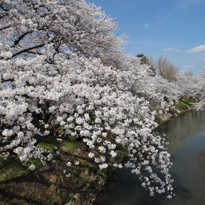 Shinsakai Riverside Cherry Blossoms