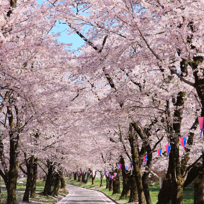 Akagi Cherry Blossom Festival
