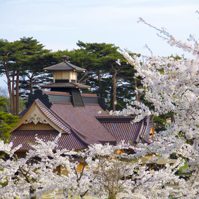 Goryokaku Park Cherry Blossoms