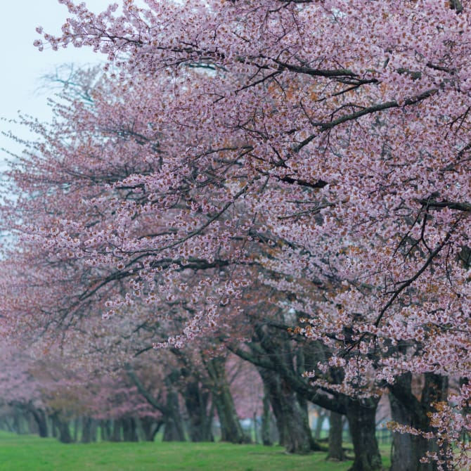 Shizunai Cherry Blossoms