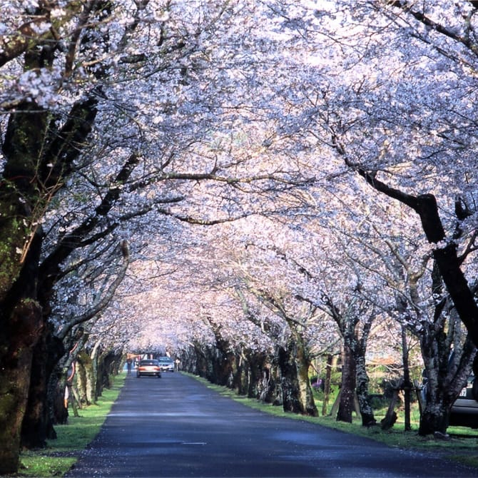 Mochio Park Cherry Blossom Festival