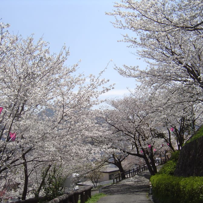 Tateyama Park Cherry Blossoms