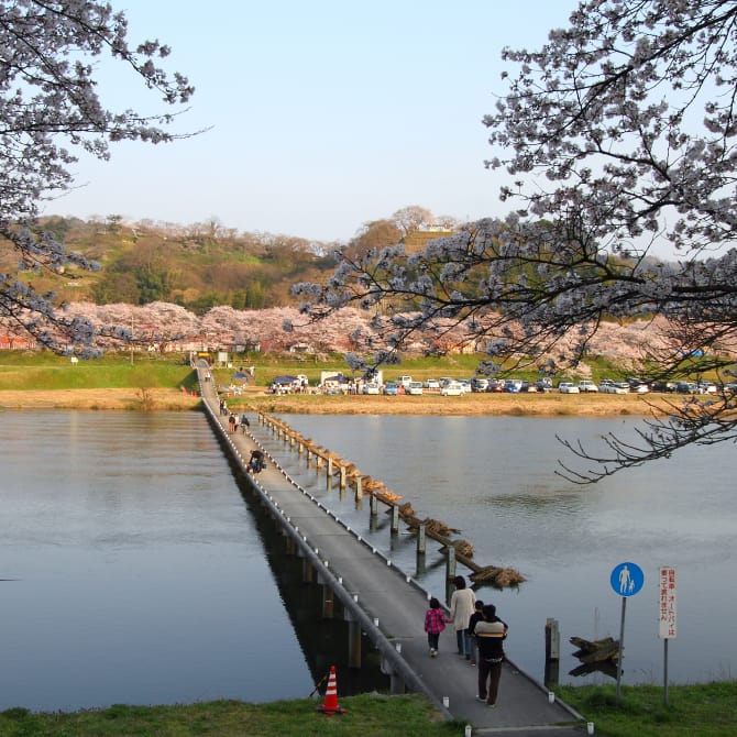 Hikawa Riverbank Cherry Blossoms