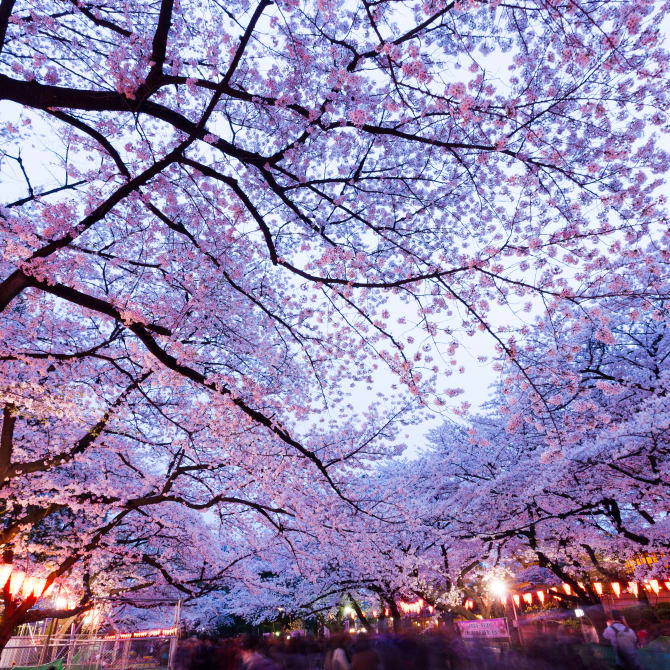 Ueno Cherry Blossom Festival