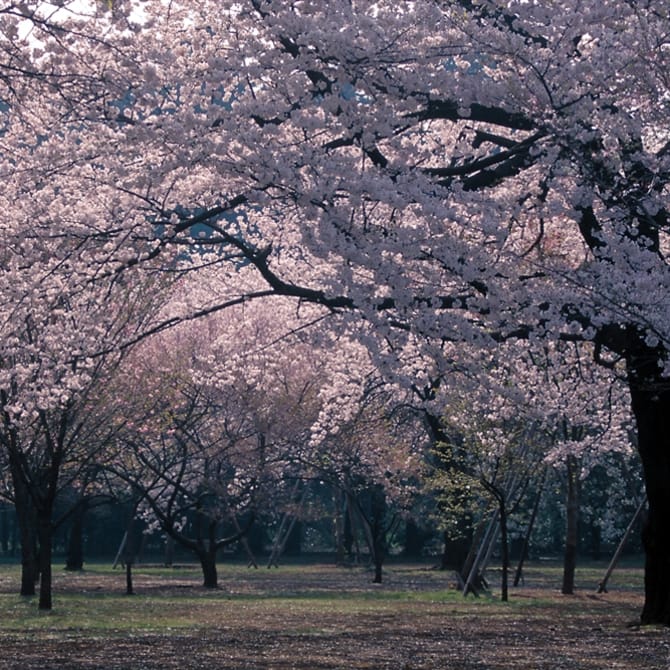 Shinjuku Gyoen Cherry Blossoms
