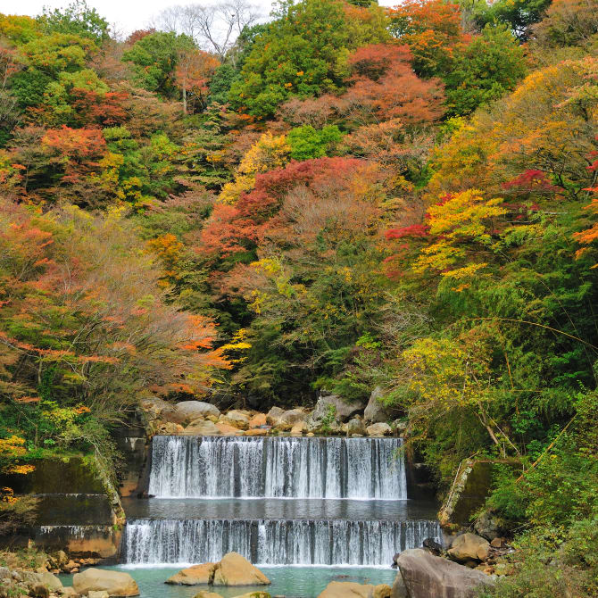 Hakone Autumn Leaves