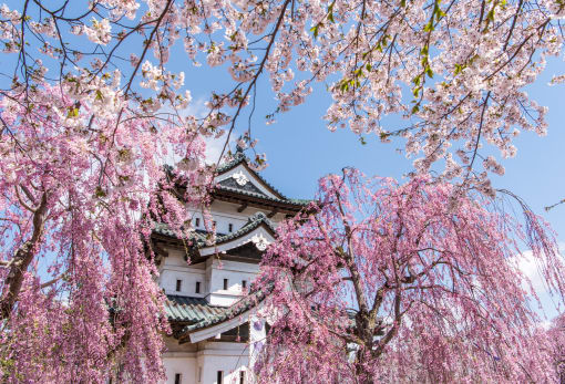 Hirosaki Park Cherry Blossom-SPR