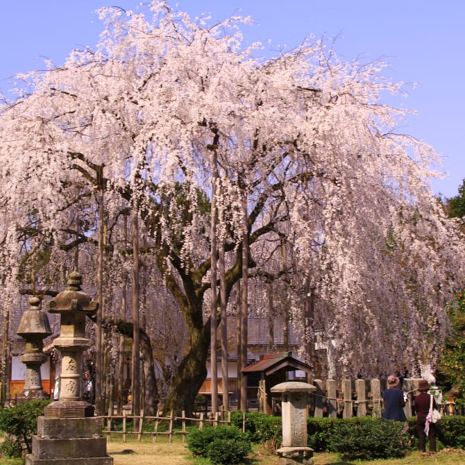 Asuwayama Park Cherry Blossoms