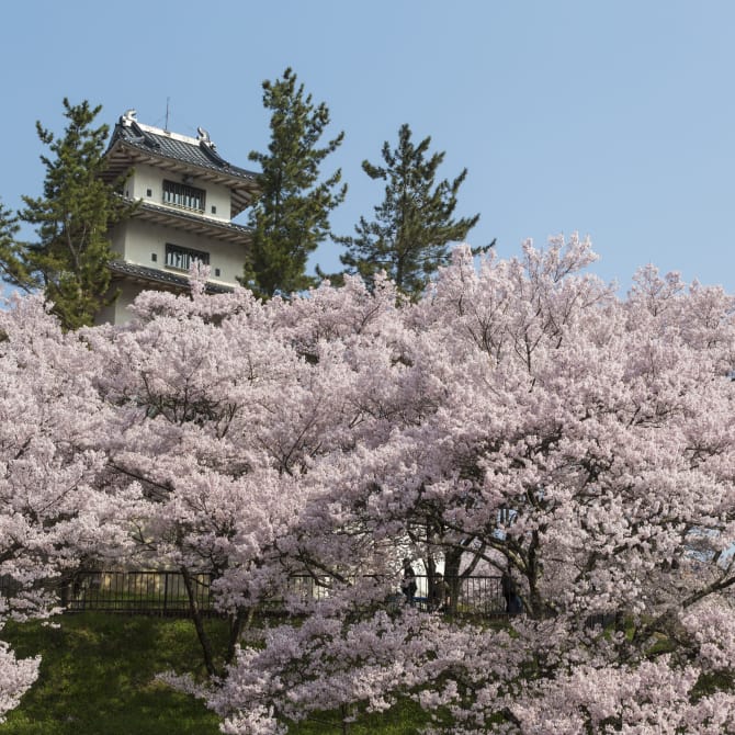 Takato Cherry Blossom Festival