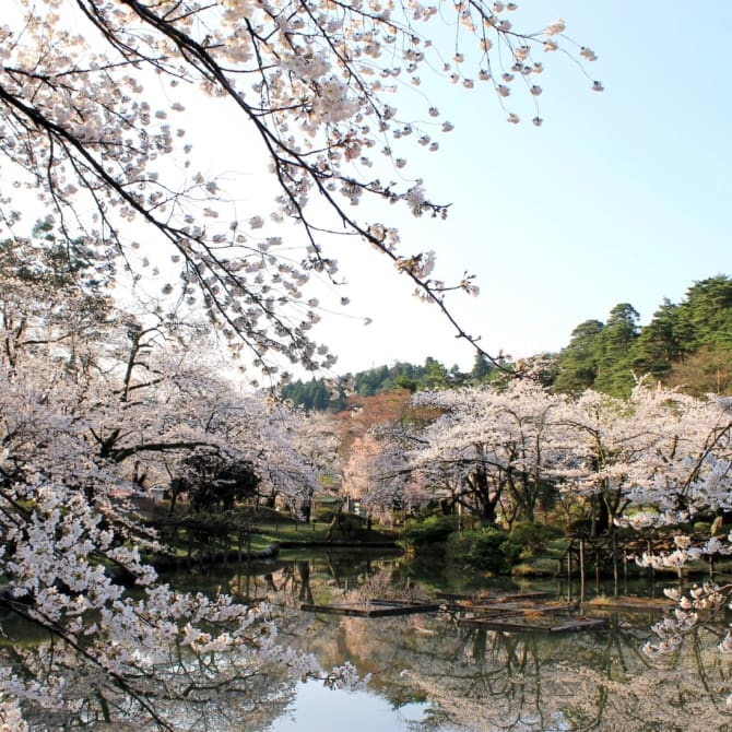 Muramatsu Park Cherry Blossom Festival