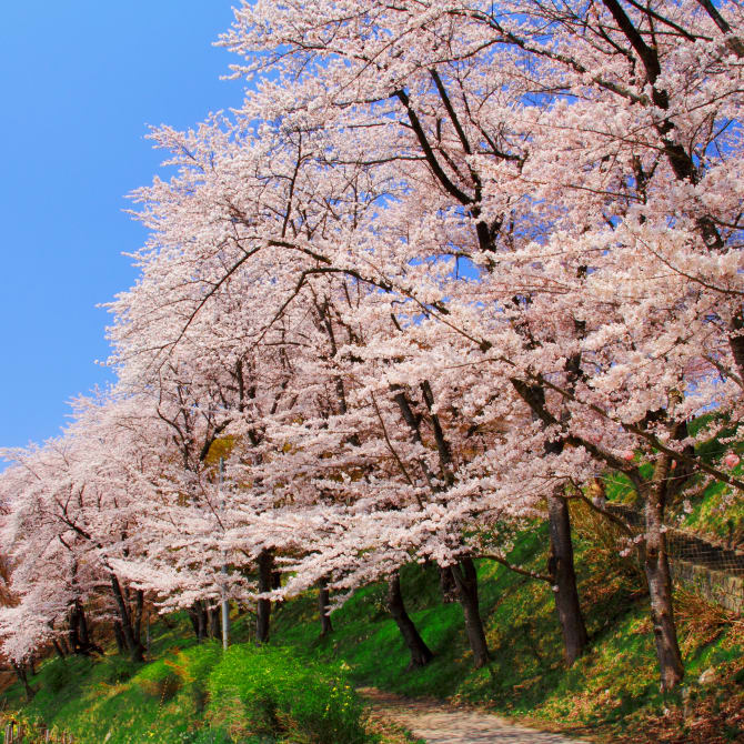 Eboshiyama Park Cherry Blossoms