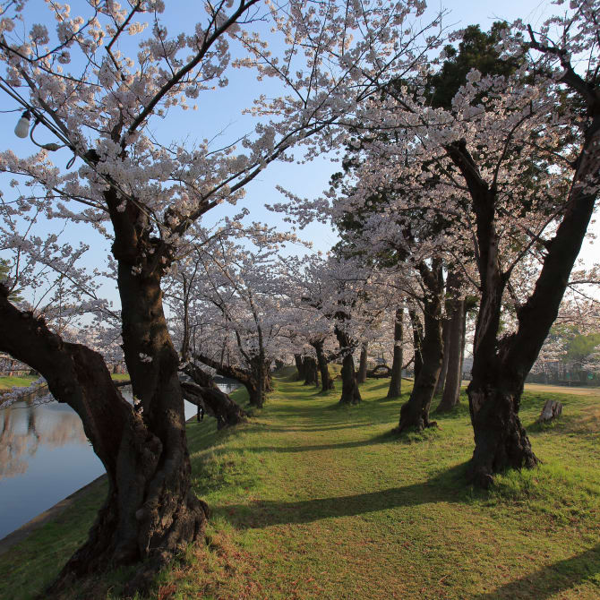 Tsuruoka Park Cherry Blossoms